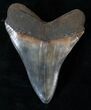 Serrated Megalodon Tooth - Virginia #15880-2